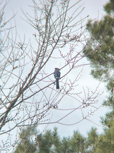 Blue Jay observed by maddiedixon