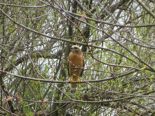Red-shouldered Hawk observed by nataliesplants