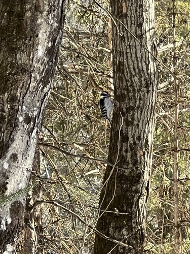 pic chevelu observed by asomym