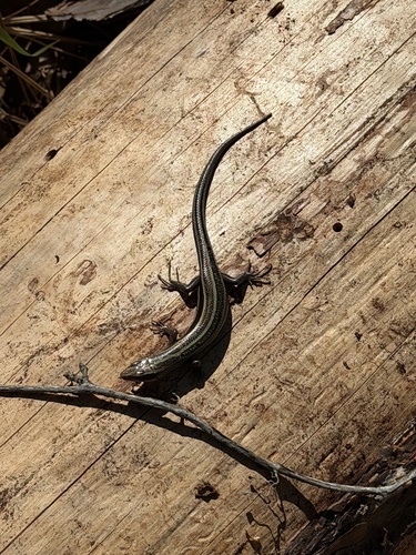 Common Five-lined Skink observed by adamwise