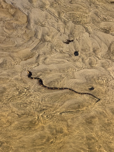 Banded Watersnake observed by adamwise