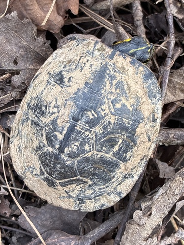 Pond Slider observed by cmcadams