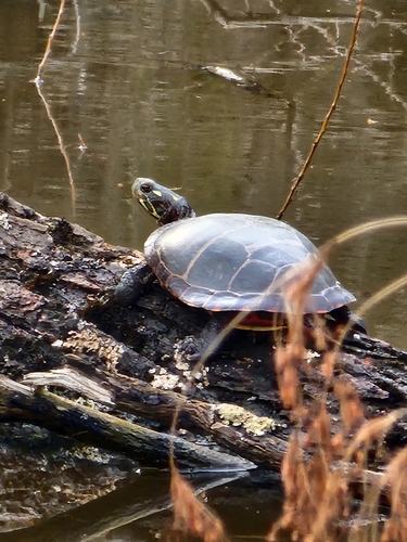 Eastern Painted Turtle observed by tammy-ammy-trail