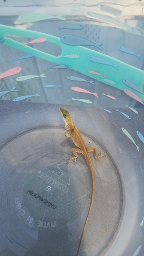 Green Anole observed by roamingturtle