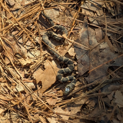 Nerodia sipedon observed by gwenkirschke