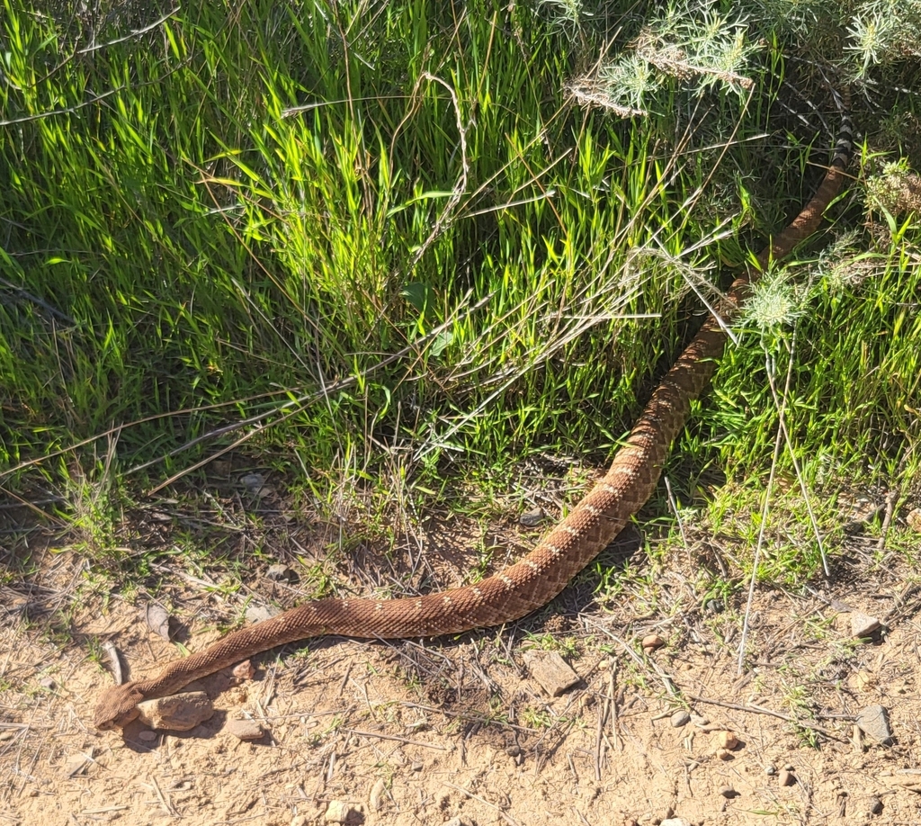 Red Diamond Rattlesnake from Daley Ranch, Escondido, CA, USA on March 1 ...