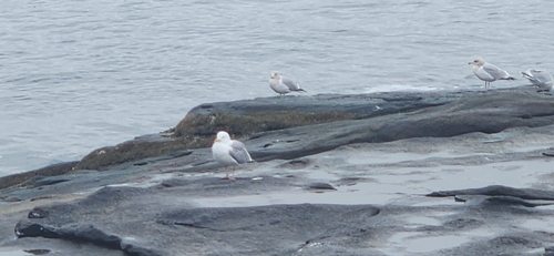 American Herring Gull observed by crustyevilthrall