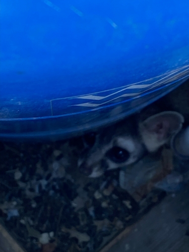 Ringtail observed by william65547