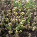 Helichrysum asperum glabrum - Photo (c) Chris Whitehouse, todos los derechos reservados, uploaded by Chris Whitehouse