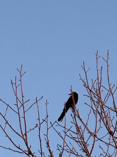 Common Grackle observed by jessica216
