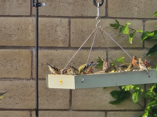 American Goldfinch observed by tbone2