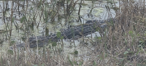 American Alligator observed by millex