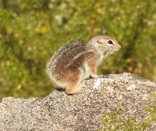 Harris' Antelope Squirrel observed by julie2568