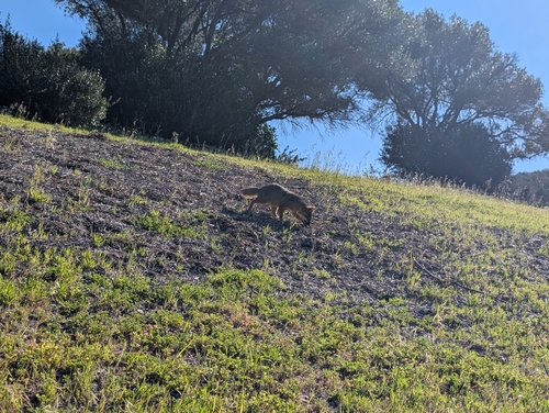 Island Fox observed by ds_explorings