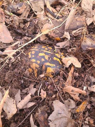 Eastern Box Turtle observed by hashjash