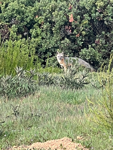 Gray Fox observed by hikerkaty