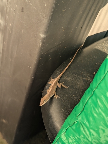 Green Anole observed by raphael242