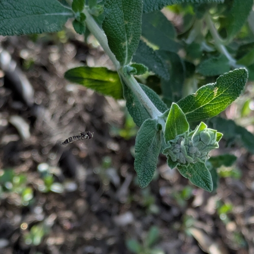Unknown species found near California & Palo Alto, Mountain View, CA 94041, USA