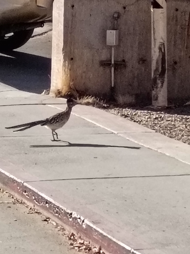 Greater Roadrunner observed by christian82345