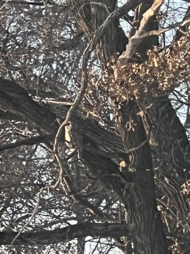 Barred Owl observed by snyders