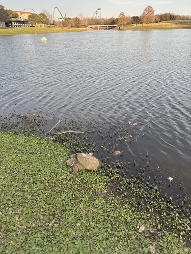 Common Snapping Turtle observed by louis_perez