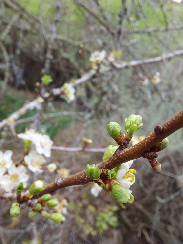 iNaturalist observation photo of plums, cherries, and allies