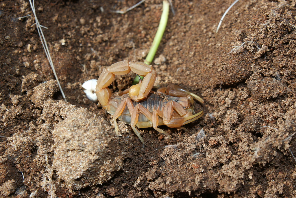 Buthus maamora from Kénitra, Maroc on February 16, 2026 at 02:48 PM by ...