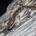 South Coast Gecko - Photo (c) André Zambolli, all rights reserved, uploaded by André Zambolli