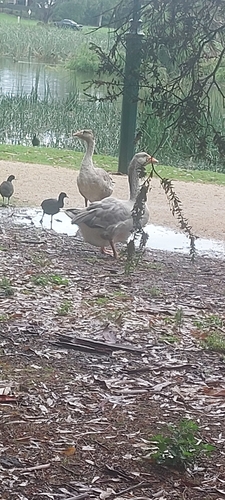 Domestic Greylag Goose observed by clazzavossey