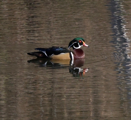 Wood Duck observed by ginae