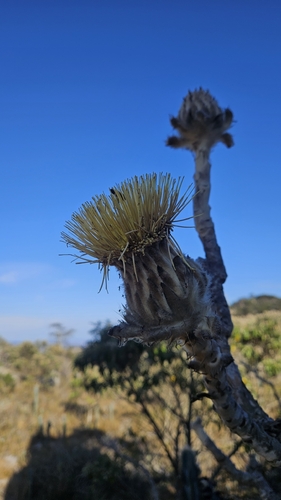 Wunderlichia mirabilis