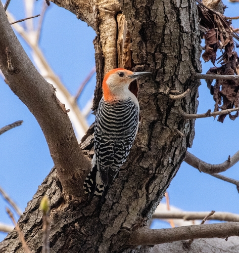 Red-bellied Woodpecker observed by kedirae