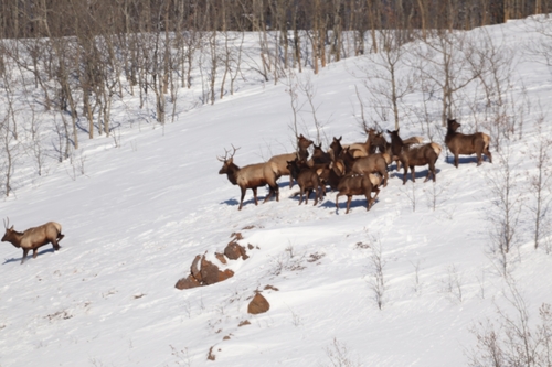 Wapiti observed by lefebvremax
