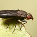 Pelidnoptera nigripennis - Photo (c) Jorge Almeida, todos los derechos reservados, subido por Jorge Almeida