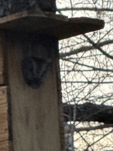 Eastern Screech-Owl observed by janlapine