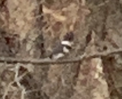 Belted Kingfisher observed by larry14