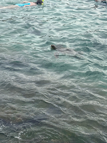 Green Sea Turtle observed by weather_guy