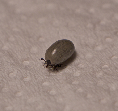 Western Black-legged Tick