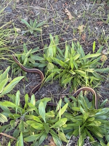 Coast Garter Snake observed by docricketts
