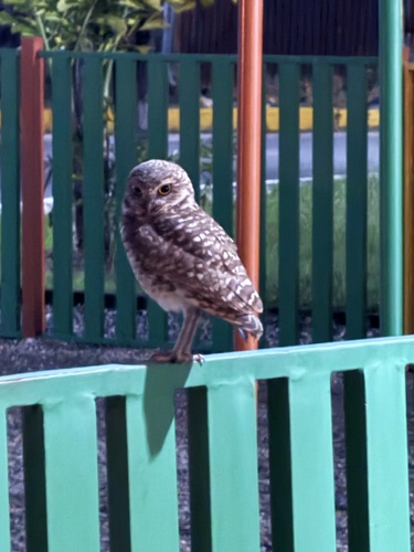 Tecolote llanero observed by camilo48787