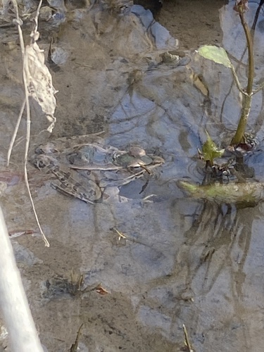 Southern Leopard Frog observed by animalsyay-john