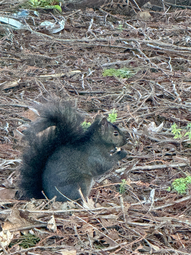 Eastern Grey Squirrel observed by thewildtreegan