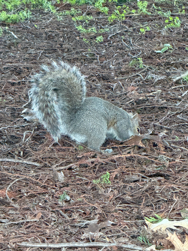 Eastern Grey Squirrel observed by thewildtreegan