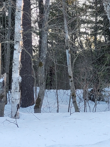 Moose observed by chasing_raptors