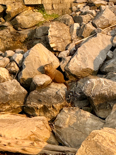 Groundhog observed by alexis_tinker