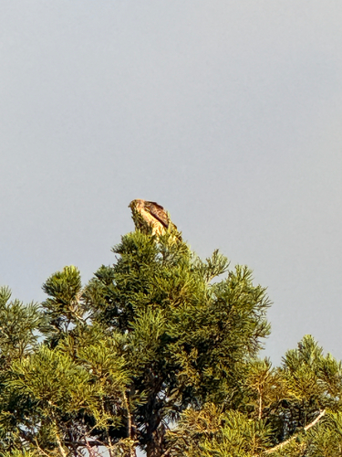 Red-tailed Hawk observed by zahra_thabet