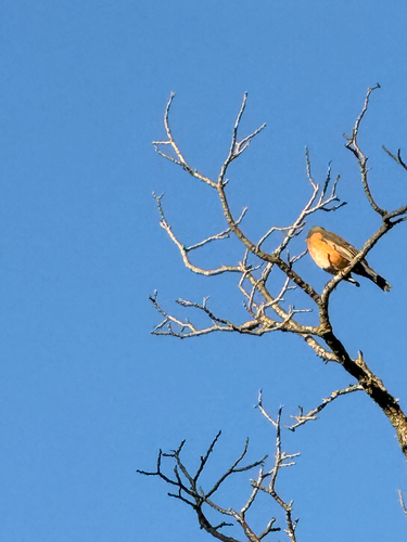 American Robin observed by zahra_thabet