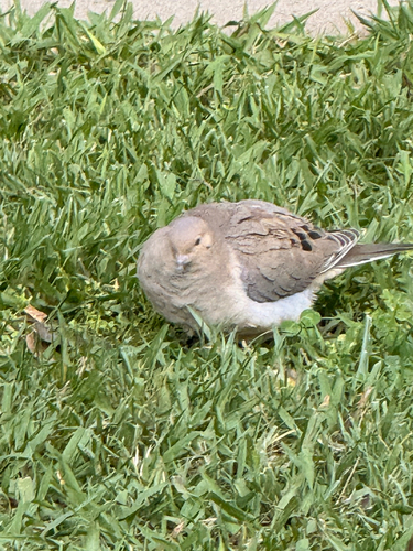 Mourning Dove observed by zahra_thabet