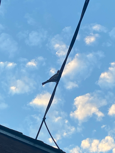 House Finch observed by squigglymiggly