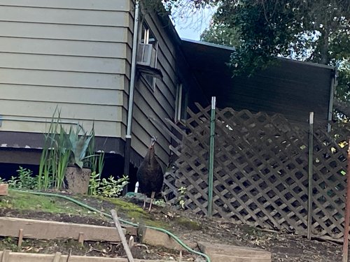 Wild Turkey observed by squigglymiggly